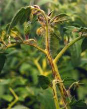 Симптомы сложного стрика на стеблях, листьях и плодах томата (Фото — А.К.Ахатов)